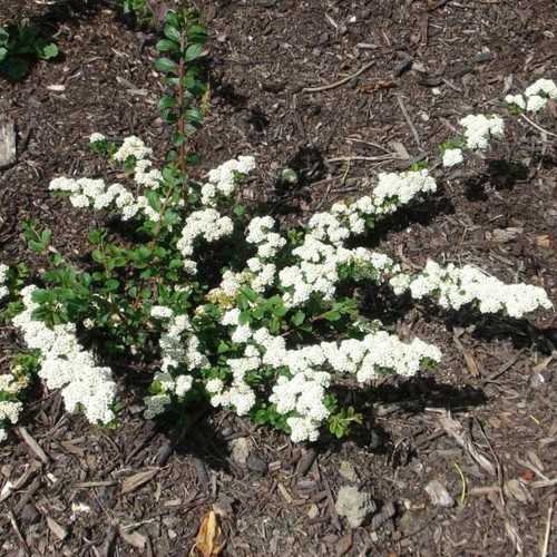 Spiraea nipponica 'White Carpet' - Nipponi enelas 'White Carpet' C5/5L Spiraea nipponica 'White Carpet' - Nipponi enelas 'White Carpet' C5/5L